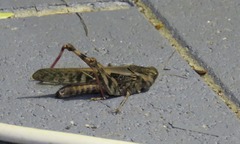 Locusta migratoria migratorioides