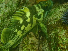 Sebastes chrysomelas