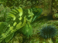 Sebastes chrysomelas