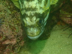 Sebastes chrysomelas