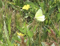 Colias alexandra