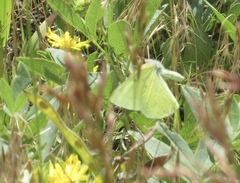 Colias alexandra