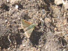 Piruna pirus