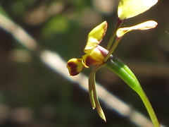 Diuris maculata