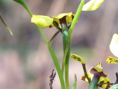 Diuris maculata