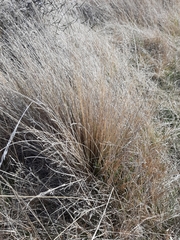 Festuca novae-zelandiae