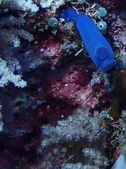 Rhopalaea