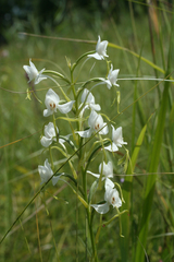 Habenaria linearifolia
