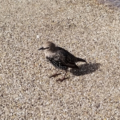 Sturnus vulgaris