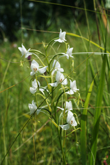 Habenaria linearifolia