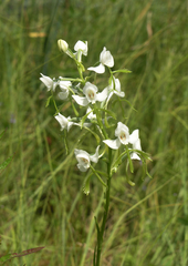 Habenaria linearifolia