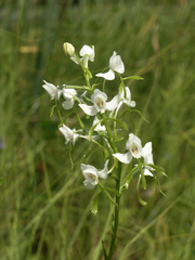 Habenaria linearifolia