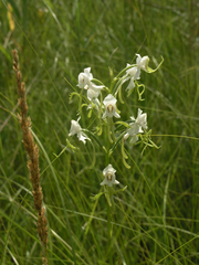 Habenaria linearifolia