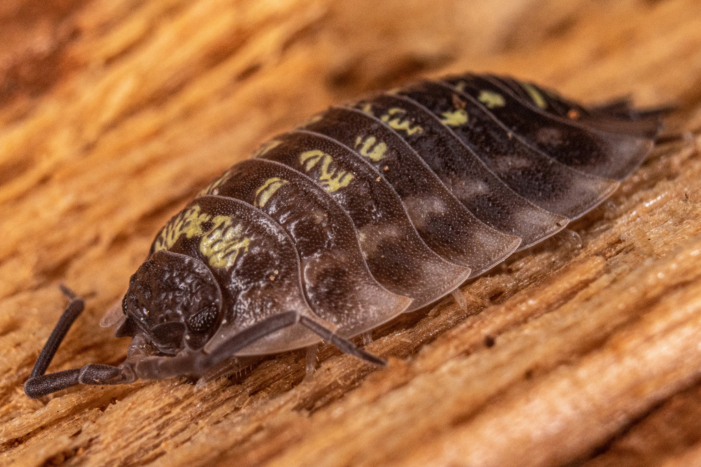Sow Bugs of the Alouette Watershed) · iNaturalist