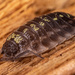 Sow Bugs - Photo (c) daniel_55_brooks, some rights reserved (CC BY-NC), uploaded by daniel_55_brooks
