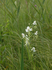 Habenaria linearifolia