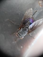 Calliphora quadrimaculata
