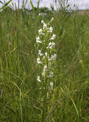 Habenaria linearifolia