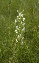 Habenaria linearifolia