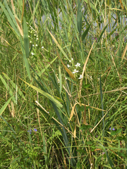 Habenaria linearifolia