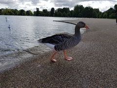 Anser anser