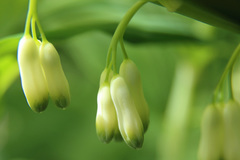 Polygonatum multiflorum