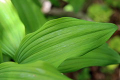 Polygonatum multiflorum