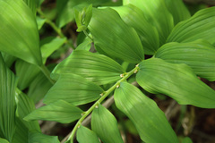 Polygonatum multiflorum