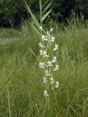 Habenaria linearifolia