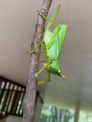 Panacanthus cuspidatus
