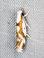 Lichenaula laniata