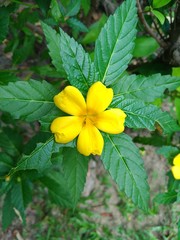 Turnera ulmifolia