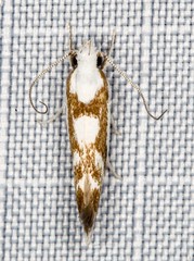 Lichenaula laniata