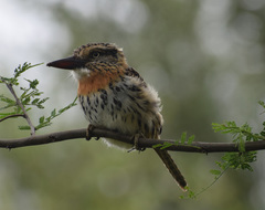 Nystalus maculatus