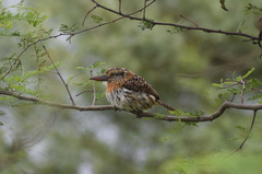 Nystalus maculatus