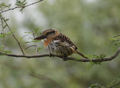 Nystalus maculatus