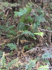 Diploblechnum