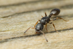 Leptothorax canadensis