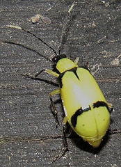 Diabrotica arcuata
