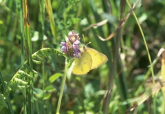 Colias occidentalis