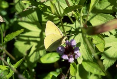 Colias occidentalis
