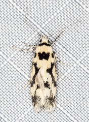 Lichenaula calligrapha