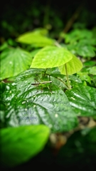 Conocephalus melaenus