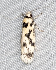 Lichenaula calligrapha