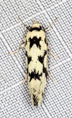 Lichenaula calligrapha