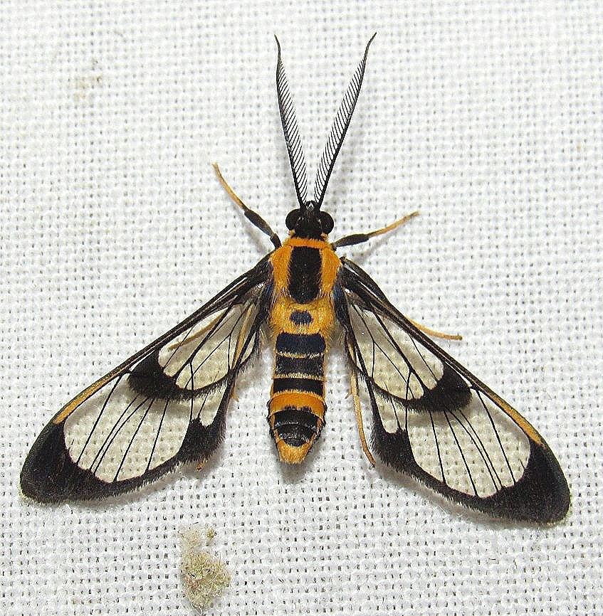 Aculeus