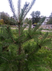 Pinus sylvestris
