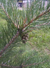 Pinus sylvestris