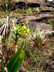 Epidendrum alsum
