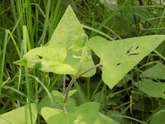 Ageratina deltoidea
